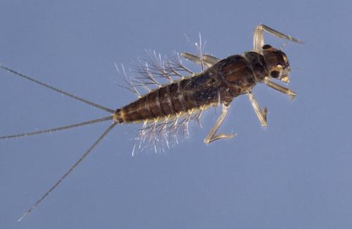 Habrophlebia sp.